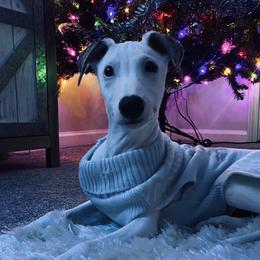 Whippet Puppies from Smithfield Park