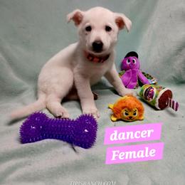 Dancer (Pink) - White female German Shepherd puppy in Bedias, Texas from TiPi S Ranch's German Shepherds