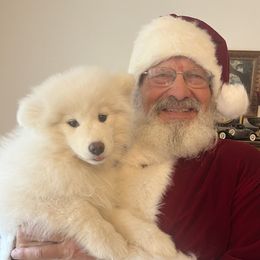 Samoyed Puppies from Better’s Samoyeds
