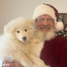 Samoyed Puppies from Better’s Samoyeds
