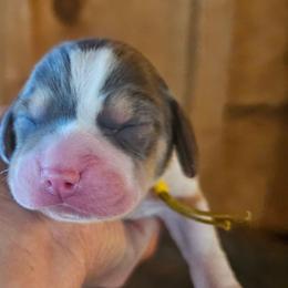 Yellow Collar - Black tan and white male Beagle puppy in Knoxville, Tennessee from River Valley Hounds