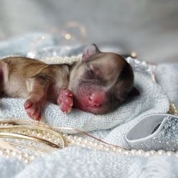 Companion Cross, Havanese, Mal-Shi, Maltese, Maltipoo, Morkie, and Shih Tzu Puppies from Seeking Shalom Acres Maltese, Maltipoos & Havamalts