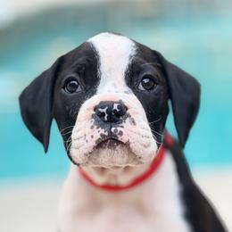 Dolly - Brindle female Boxer puppy in Georgia from Stephanie’s Boxers