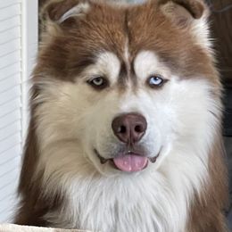 Siberian Husky All Grown Up from Freedom Huskies