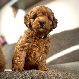 Cavapoo and Poodle Puppies from Quentin