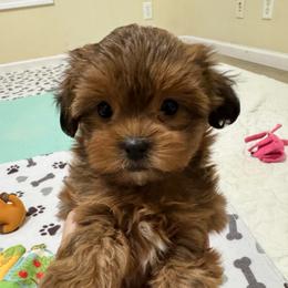 Girl 2 - Liver and white female Shihpoo puppy in Cedar Springs, Michigan from Pridespoodles