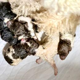 Daisy - Parti female Poodle puppy in Meadowbrook, California from Standard Poodle Pups