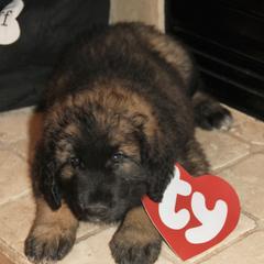 Leonbergers from Bautzen Leonbergers