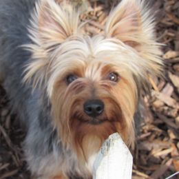 AVERY - Yorkshire Terrier