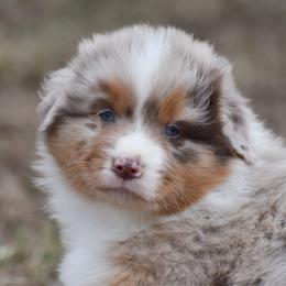 Trentino - Red merle male Australian Shepherd puppy in Easton, Missouri from MMA Kennel