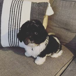 Shihpoo and Shih Tzu Puppies from The Luckie Puppy