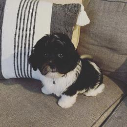 Shihpoo and Shih Tzu Puppies from The Luckie Puppy