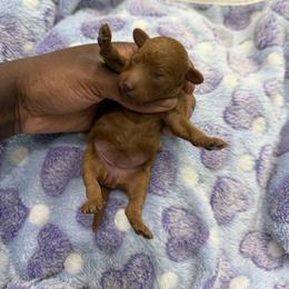 Sage - Red  female Poodle puppy in Texas from Zoway's Poodles
