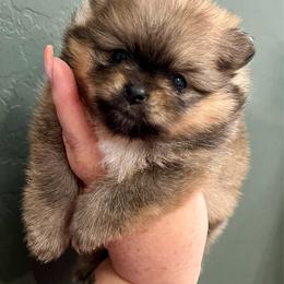 Ginger - Orange sable female Pomeranian puppy in Arizona from Ma Petite Amore Pomeranians