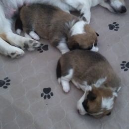 Pembroke Welsh Corgi Puppies from Renee Still Day