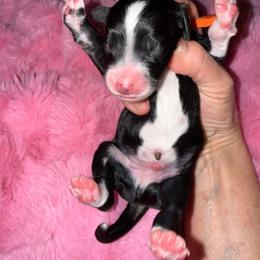 Orange - Tri-color male Bernedoodle puppy in Curtice, Ohio from The Pink Doghouse
