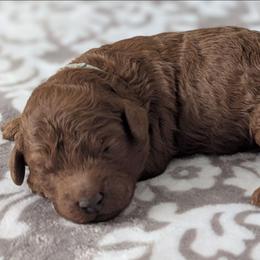 Grey - Red  male Goldendoodle puppy in Connecticut from Valley View Doodles