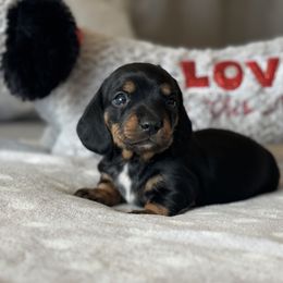 Dachshund Puppies from Silver Dach Farms
