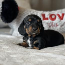 Dachshund Puppies from Silver Dach Farms