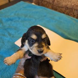 Buns - Black and Cream - Black and cream female Dachshund puppy in Pueblo, Colorado from HotDachs