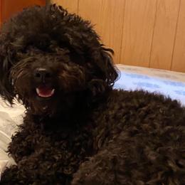 Ellie  - Poodle
