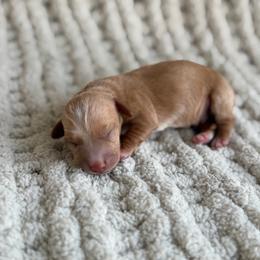 Dash - Red male Dachshund puppy in Blackstone, Virginia from Dainty Dachshunds