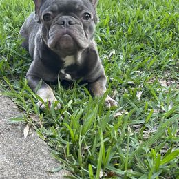 Miley - French Bulldog