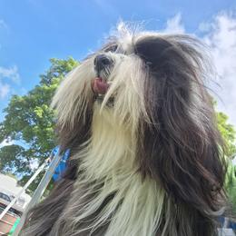Sweetheart - Silver and white female Tibetan Terrier puppy in Medford, New Jersey from Arkeden Tibetan Terriers