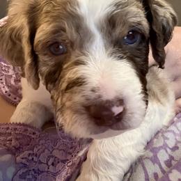 Aussiedoodle Puppies from Vali Girl Aussiedoodles