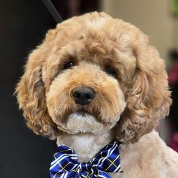 Max - Cockapoo