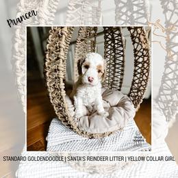 Prancer - Parti female Goldendoodle puppy in Montgomery, Texas from Dacus Doodles