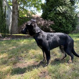 German Shepherd Puppies from Paws Of Germany
