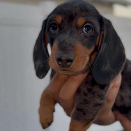 Summer - Dapple female Dachshund puppy in Chino Hills, California from Wooofyland LLC
