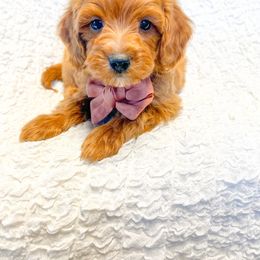 Goldendoodle and Poodle Puppies from Mustanghills Doodles and Poodles