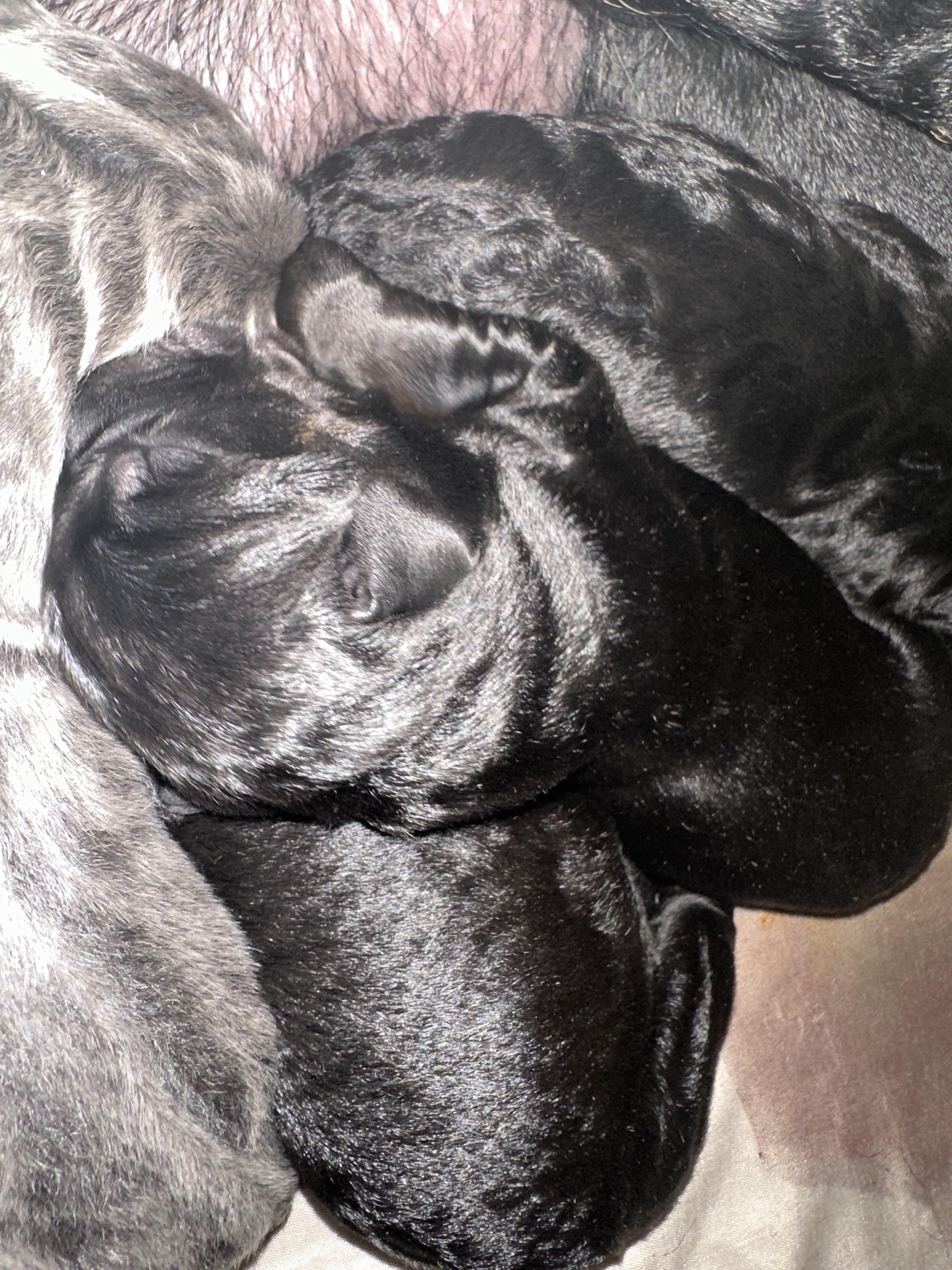 AK&J Kentucky Corsos in Kentucky Cane Corso puppies Good Dog