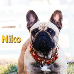 Niko - French Bulldog