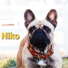 Niko - French Bulldog