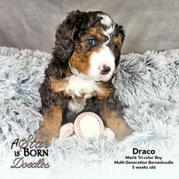 Draco - Gray Collar - Blue merle male Bernedoodle puppy in Jackson, Michigan from A Star is Born Doodles