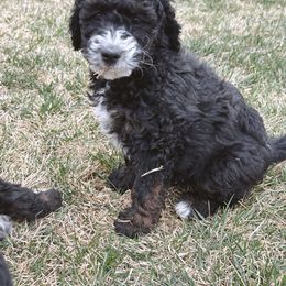 Goldendoodle Puppies from HappyHazelDoodles