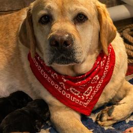 Sushi - Labrador Retriever