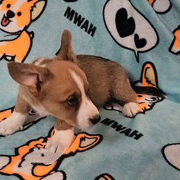 Mac - Sable and white Cardigan Welsh Corgi puppy in Myton, Utah from Cardigan Corgi Cuties 💓