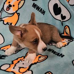 Mac - Sable and white Cardigan Welsh Corgi puppy in Myton, Utah from Cardigan Corgi Cuties 💓