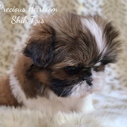 Shih Tzu Puppies from Precious Heirloom Shih Tzus