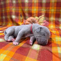 Schroeder - Silver male Great Dane puppy in Corsica, Pennsylvania from Ferguson Family Danes LLC