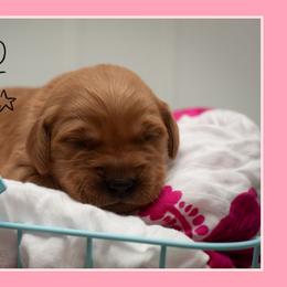Rey - Dark golden female Golden Retriever puppy in Driggs, Idaho from SK Golden Retrievers