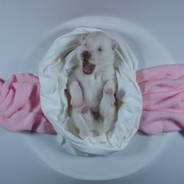 Joy - White female Siberian Husky puppy in Miami, Florida from Blue Moon Huskies