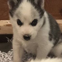 Jellie - Gray and white female Pomsky puppy in Sacramento, California from 916 Pomskies