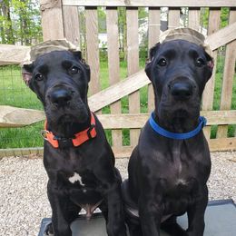 Great Dane Puppies from VanDelft Danes