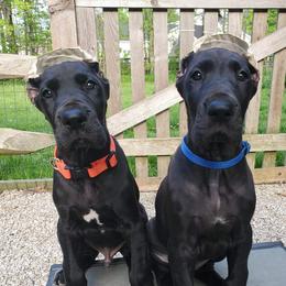 Great Dane Puppies from VanDelft Danes