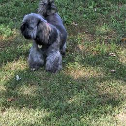 COCOA - Shih Tzu